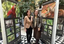 “Araucarias: Our Treasure” – Brazil Exhibition at the Metropolitan Ervin Szabó Library, Budapest